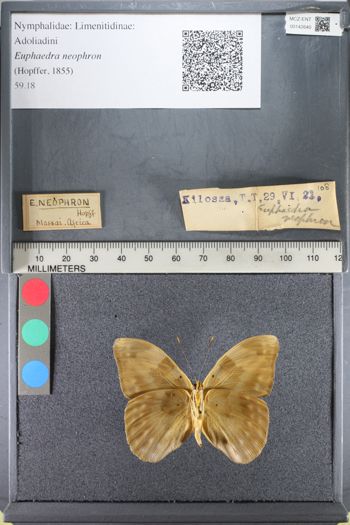 Media type: image;   Entomology 142640
